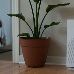 How-to-choose-an-air-purifier