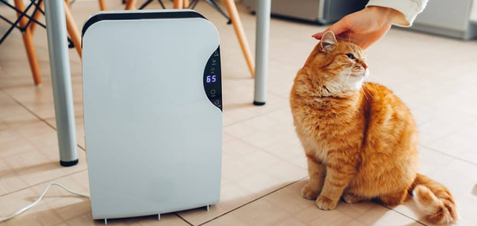 Things To Consider Before Buying Air Purifier For Cat Litter Odor