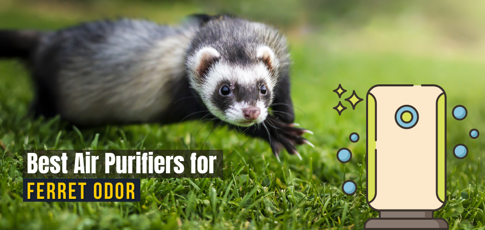 Best Air Purifiers For Ferret Odor