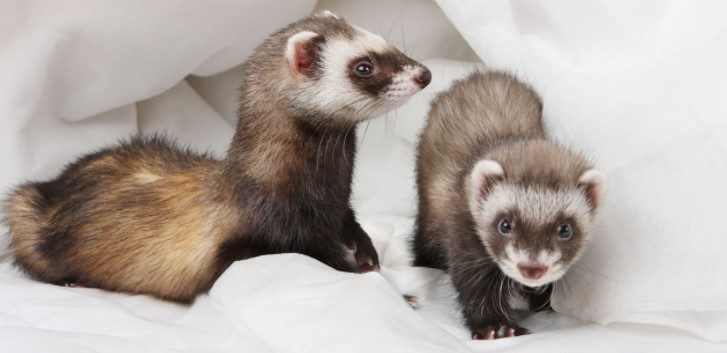 Do Ferrets Stink Up Your Room