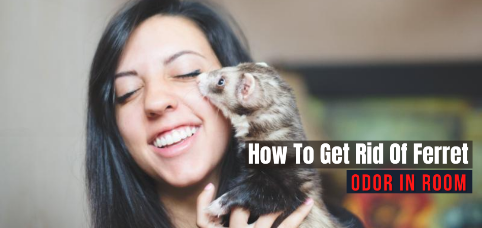 How To Get Rid Of Ferret Odor In Room