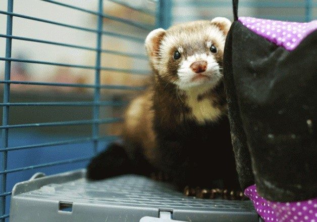 Train your ferret on how to use a litter box