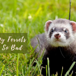 Why Does My Ferrets Poop Smell So Bad