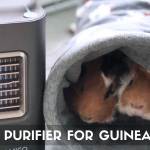 Best Air Purifier for Guinea Pigs