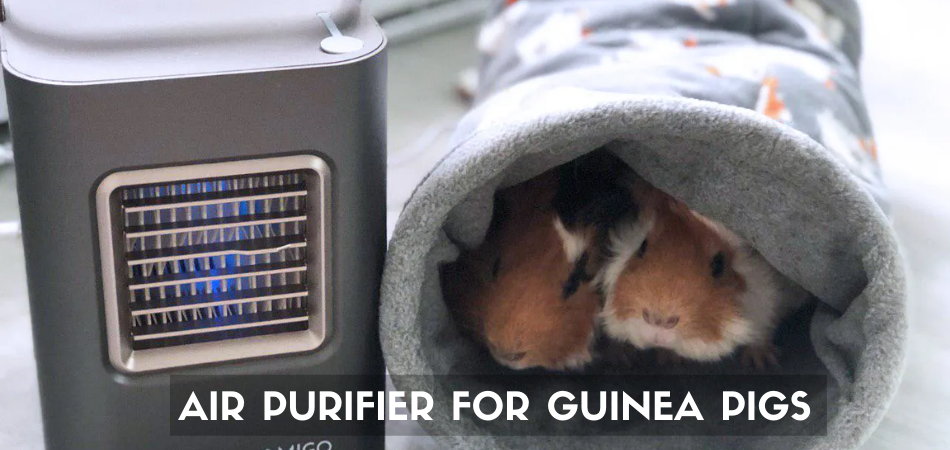 Best Air Purifier for Guinea Pigs