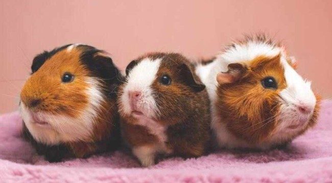 Do Air Purifiers Help With Guinea Pig Smell