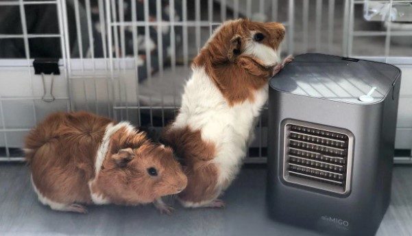 Things to Consider Before Buying An Air Purifier For Guinea Pigs