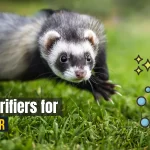 Best Air Purifiers For Ferret Odor